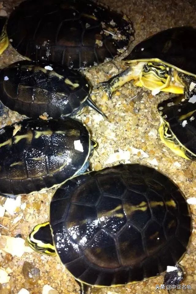 新手养水龟最好养什么龟,新手养半水龟哪个品种好