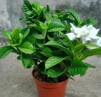 栀子花干叶黄叶怎么自制营养液,大叶牡丹栀子花黄叶干叶怎么补救