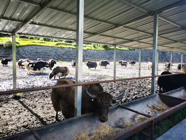 捷报频传!“惠州速度”力促*藏西**朗县新发展