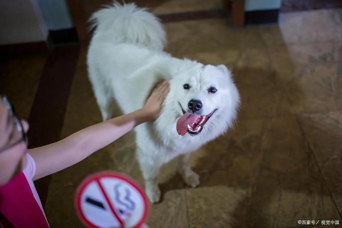 关于萨摩耶你不知道的冷知识