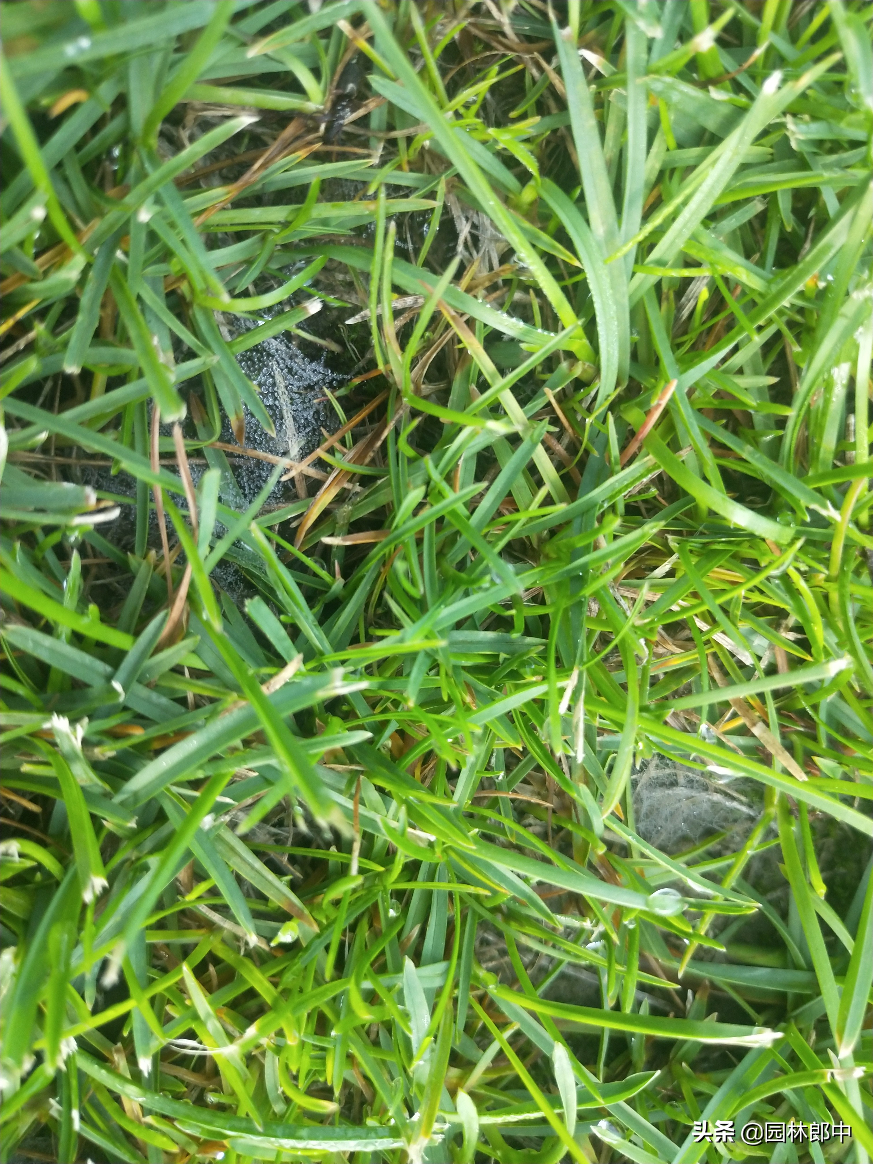 草坪灰斑病,草坪上白色颗粒是什么