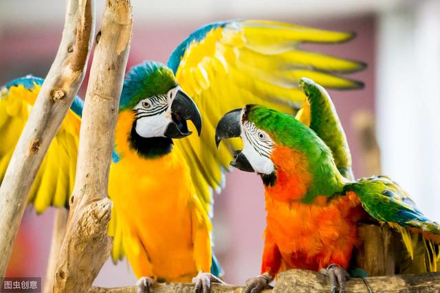 小太阳鹦鹉以后价格会上涨吗,小太阳鹦鹉现在多少钱一只了