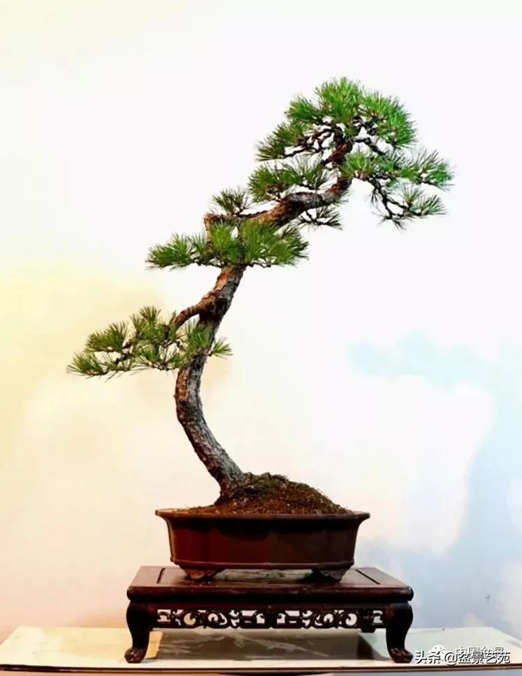 陈迪寅赤松盆景制作视频,陈迪寅作品