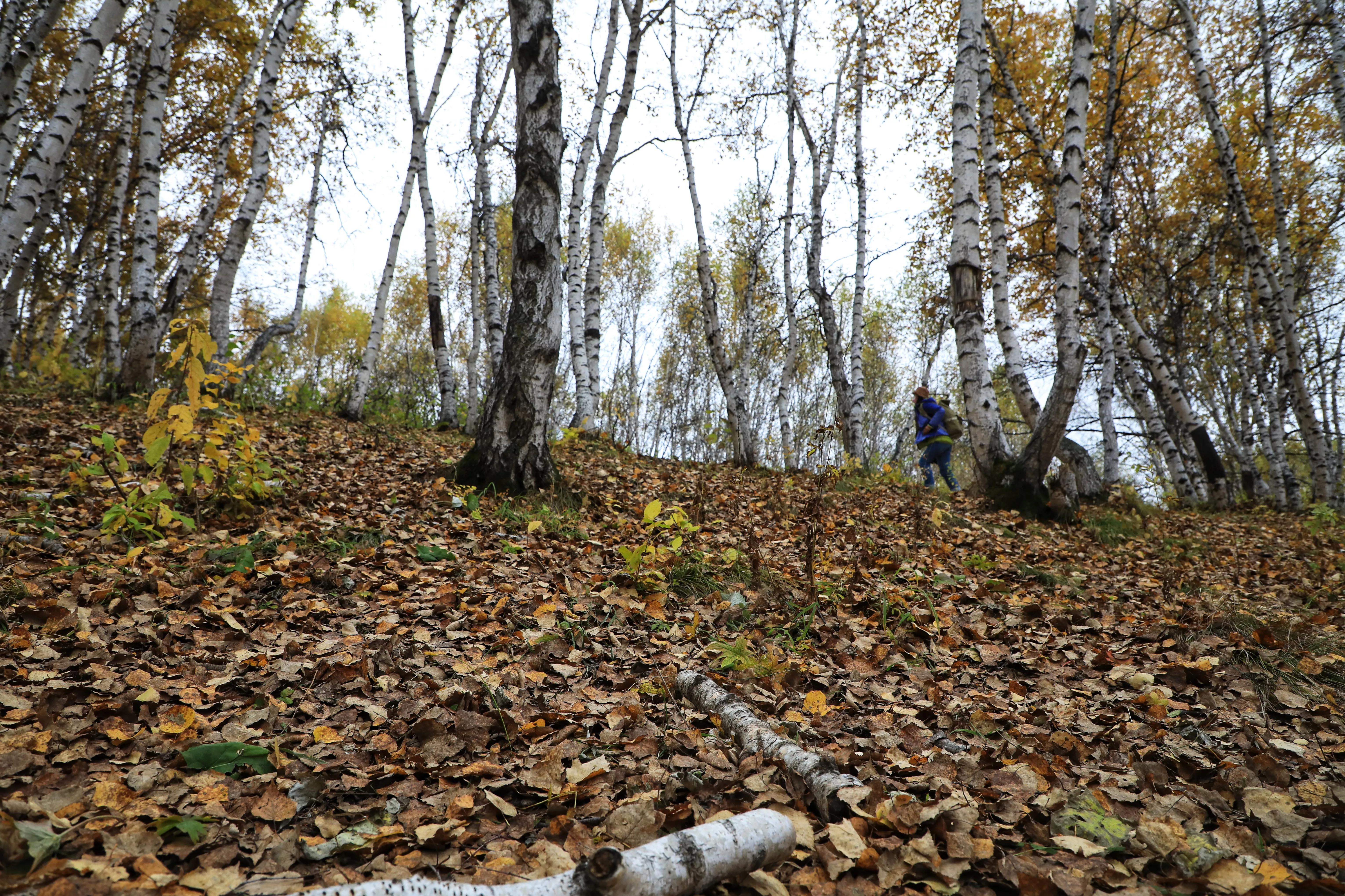 坝上秋色草原,坝上草原游记作文