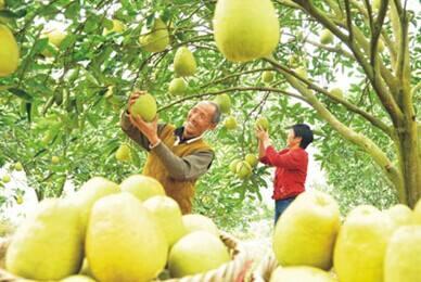 水果商贩,水果摊贩为什么不选椰子卖