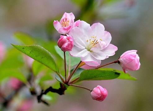 没有蔷薇科，哪里会有春天？