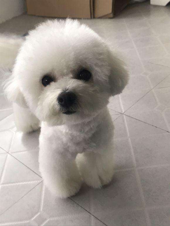 狗狗得了耳螨会耳道破损发炎吗,狗狗得了耳螨身上起疙瘩么