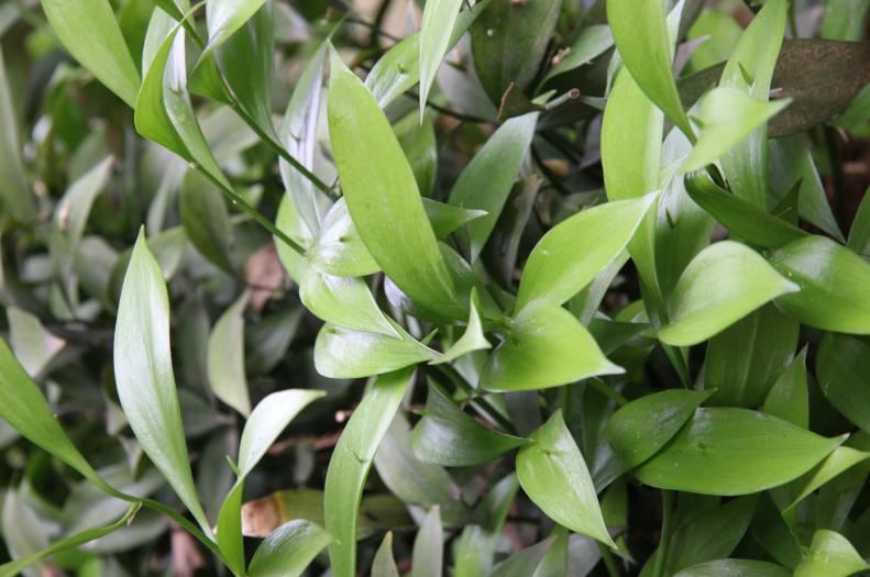 长着叶的模样,干着叶的活,为什么不给它叶的名分