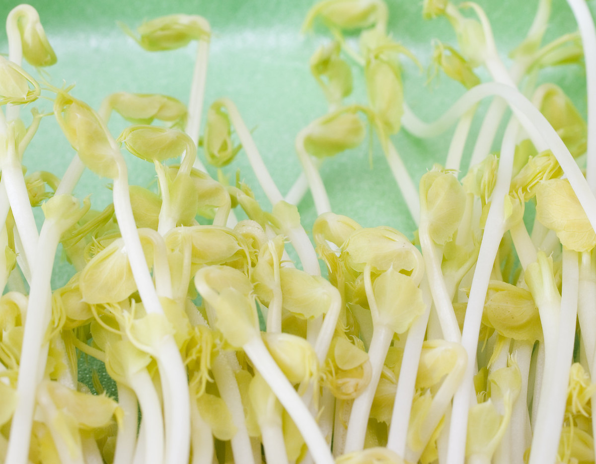 豆芽菜培育盆,豆芽菜培育几次后烂根