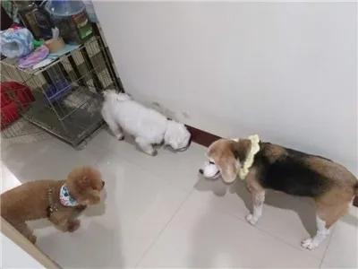 狗狗临终关怀,狗狗临死前的6大征兆铲屎官