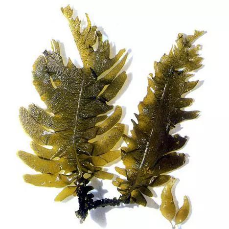 干货大全图,干货大全电子版