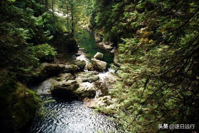 四川自贡市荣县金花,荣县金花乡桫椤谷