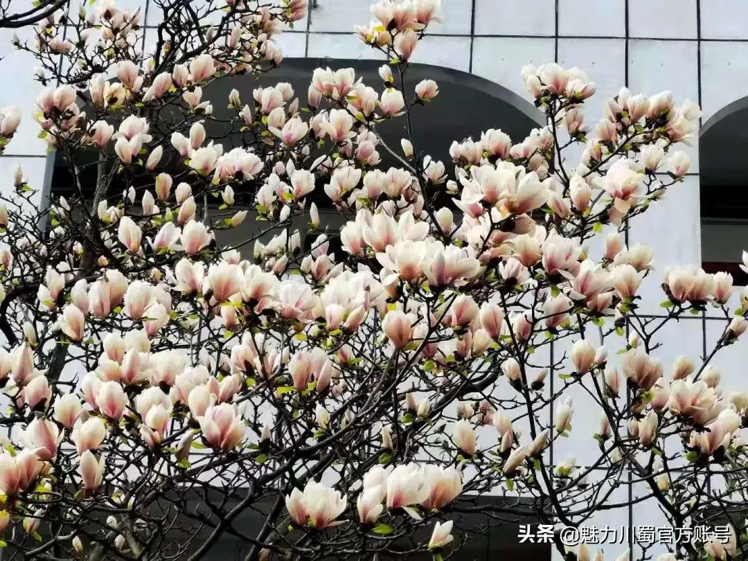 家长对学校家园合作评价,学生对绵阳南山中学评价