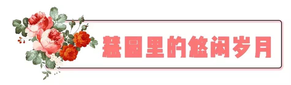 慧园里,南京城中,时光交错的角落
