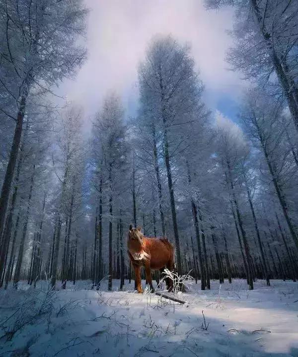 中国最美雪景地方,最适合旅游的雪国