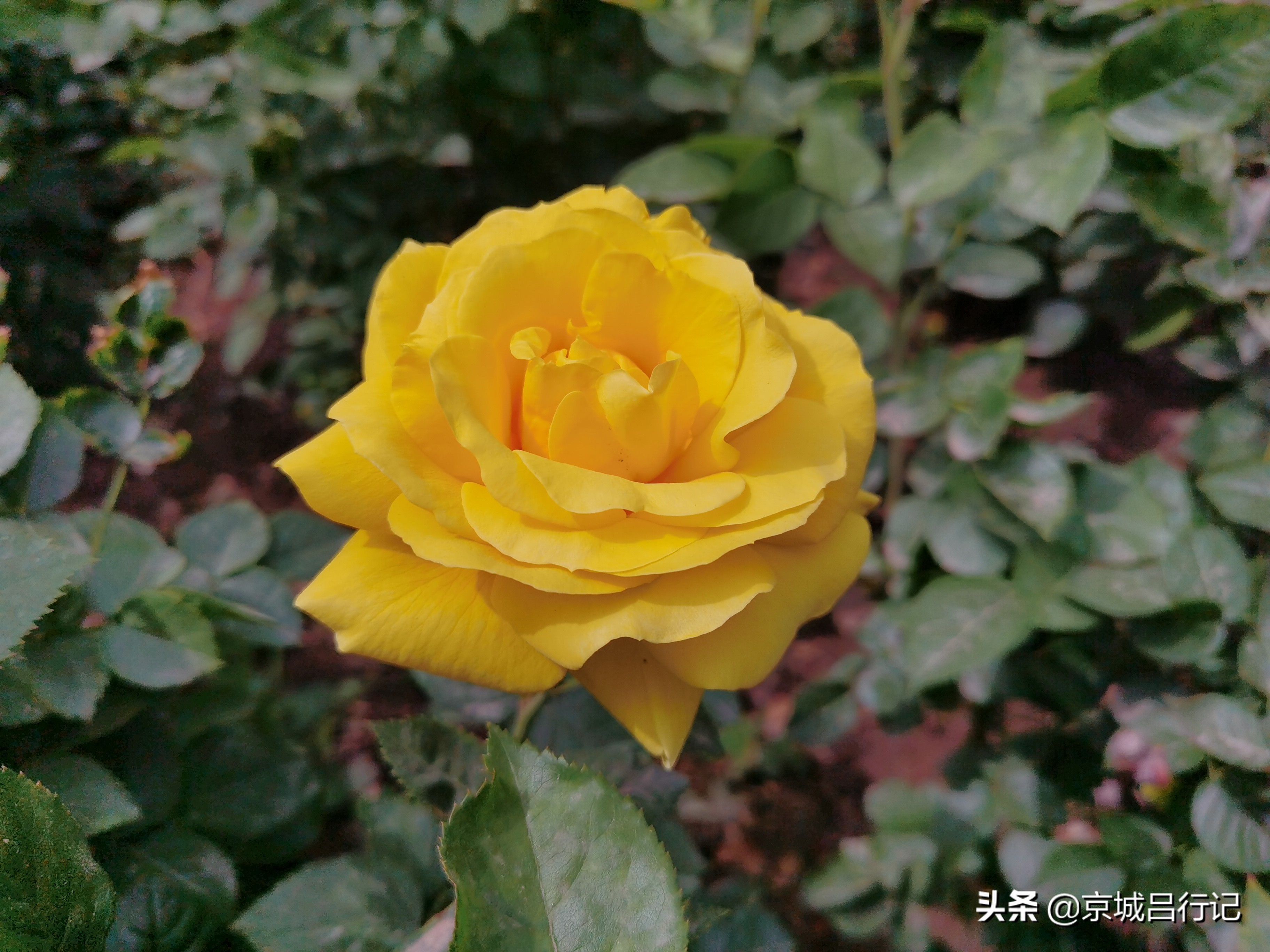 公园拍摄的月季花图片,在公园拍的牡丹花