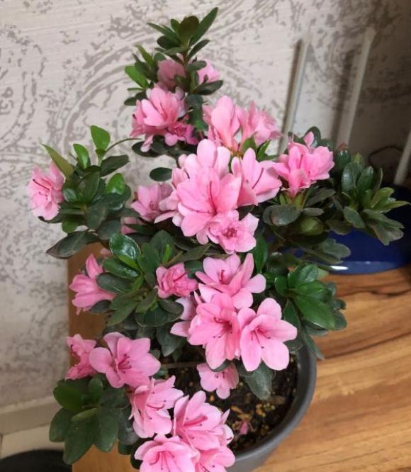 冬天杜鹃花浇什么肥料最好,不要再给枯萎的花浇水了