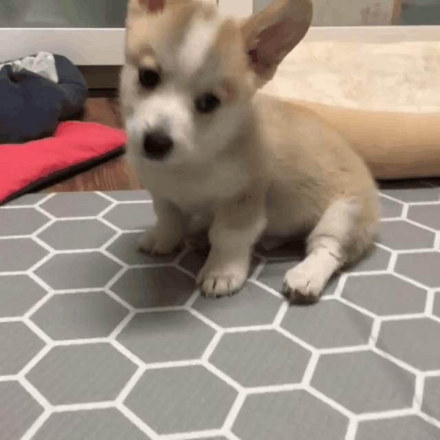 小短腿柯基居然有三个不同品种,小短腿柯基有多可爱