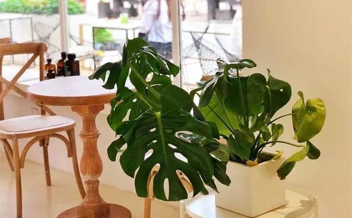 养花新手不知道养什么，就选这几种植物，轻松养爆盆