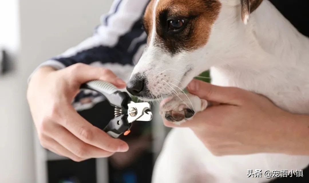 给狗狗剪指甲出血了怎么办,给狗狗剪指甲流血了用碘酒怎么办