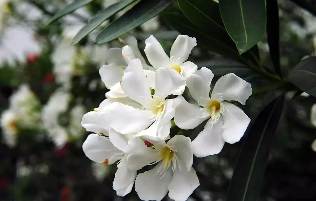 盘点世界各国国花中国国花,各国国花的图片大全