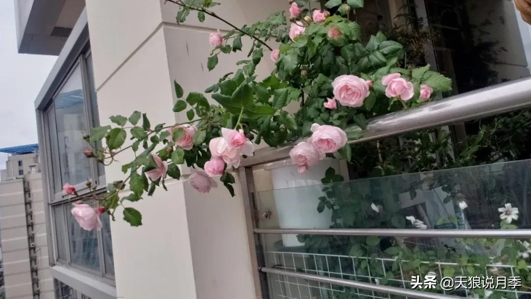 种一株玫瑰,种一株玫瑰间隔多远