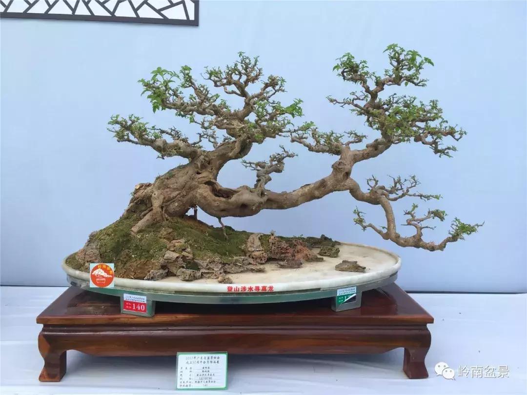 临水式金弹子盆景图片大全欣赏,看盆景展里赏心悦目的盆景