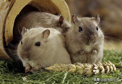 仓鼠养殖技术讲解,仓鼠养殖技术大全教程