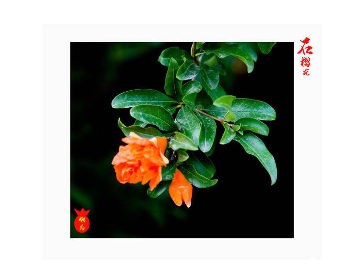 石榴花古诗词唯美,石榴花古诗词