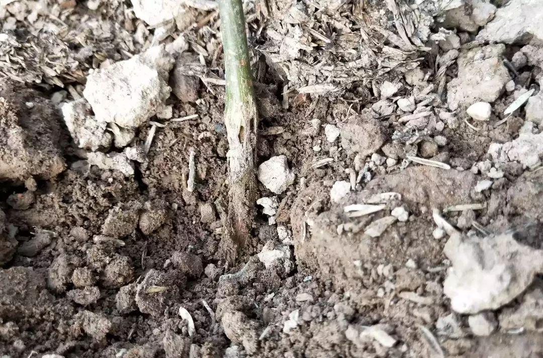 百香果茎基腐病是真菌还是细菌病,百香果基腐病喷多菌灵有效吗