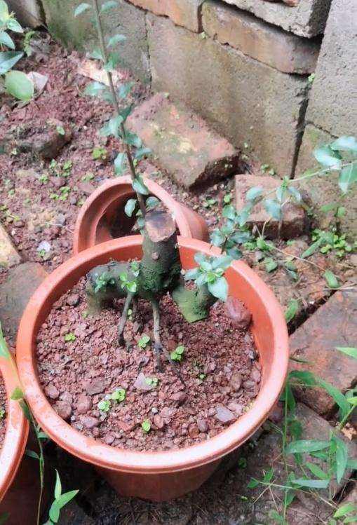 金弹子生桩好成活吗,金弹子生桩回芽后重新缠膜