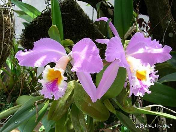 雾柳暗时云度月，露荷翻处水流萤。这个国家居然两个国花