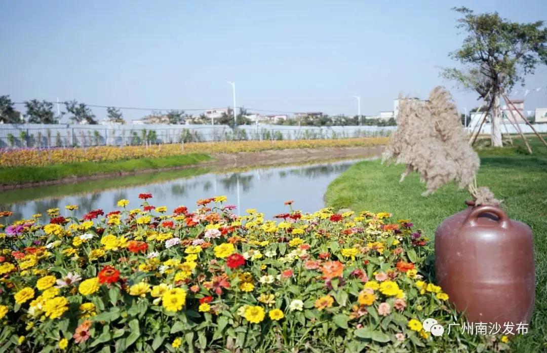 广州现在花开的季节,广州现在什么花开了