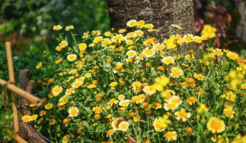 深圳史上最大最美的花展来啦,走进深圳仙湖植物园的国际花展