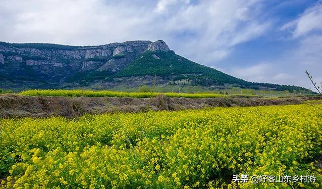 济南春季赏花自驾,济南踏青赏花新模式