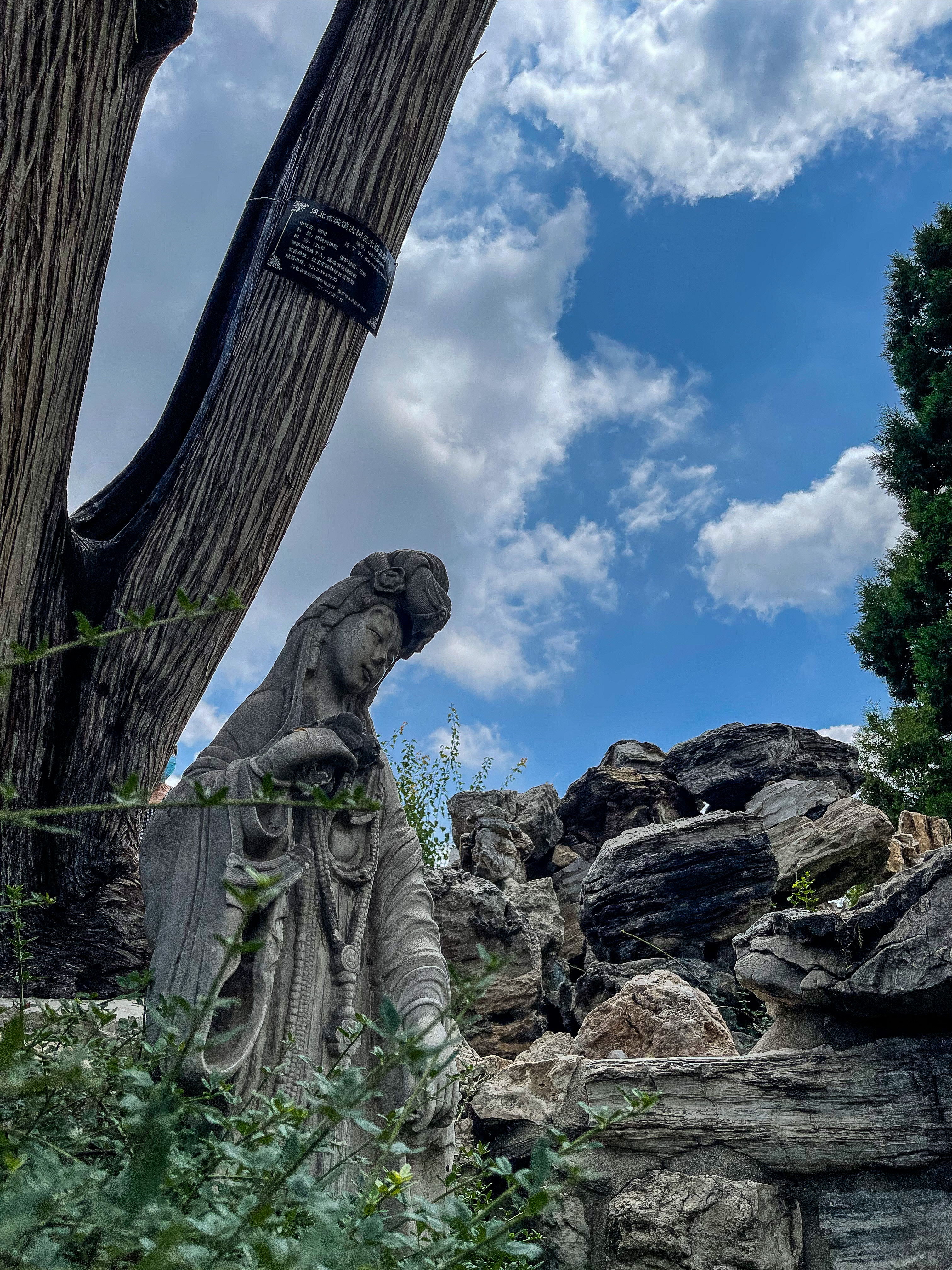 保定市古莲花池夜景,保定古莲花池美照