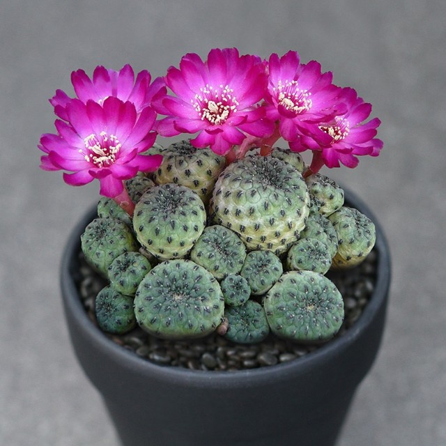 101个仙人球品种,101种仙人球开花图片