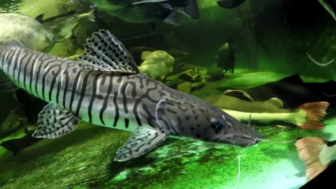 世界十大凶猛淡水鱼类,顶级淡水鱼类