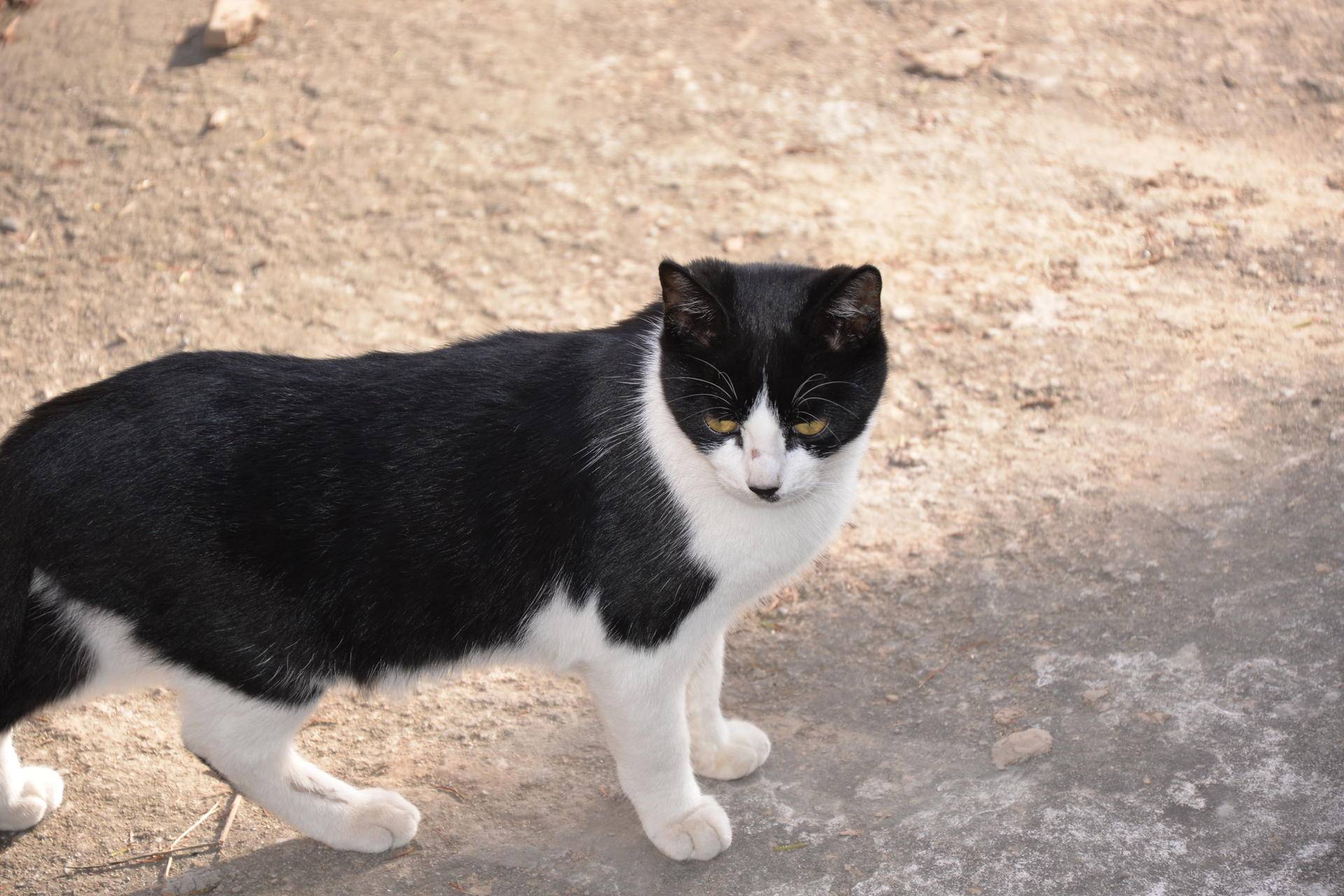 尼康d610值得入手吗,尼康d610好还是d600好