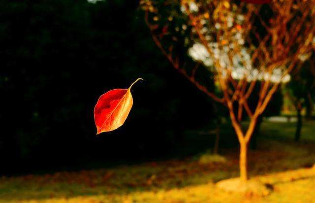 [秋叶之赋]秋日落叶漫漫，落叶归根，然而落叶有顽强的生命力