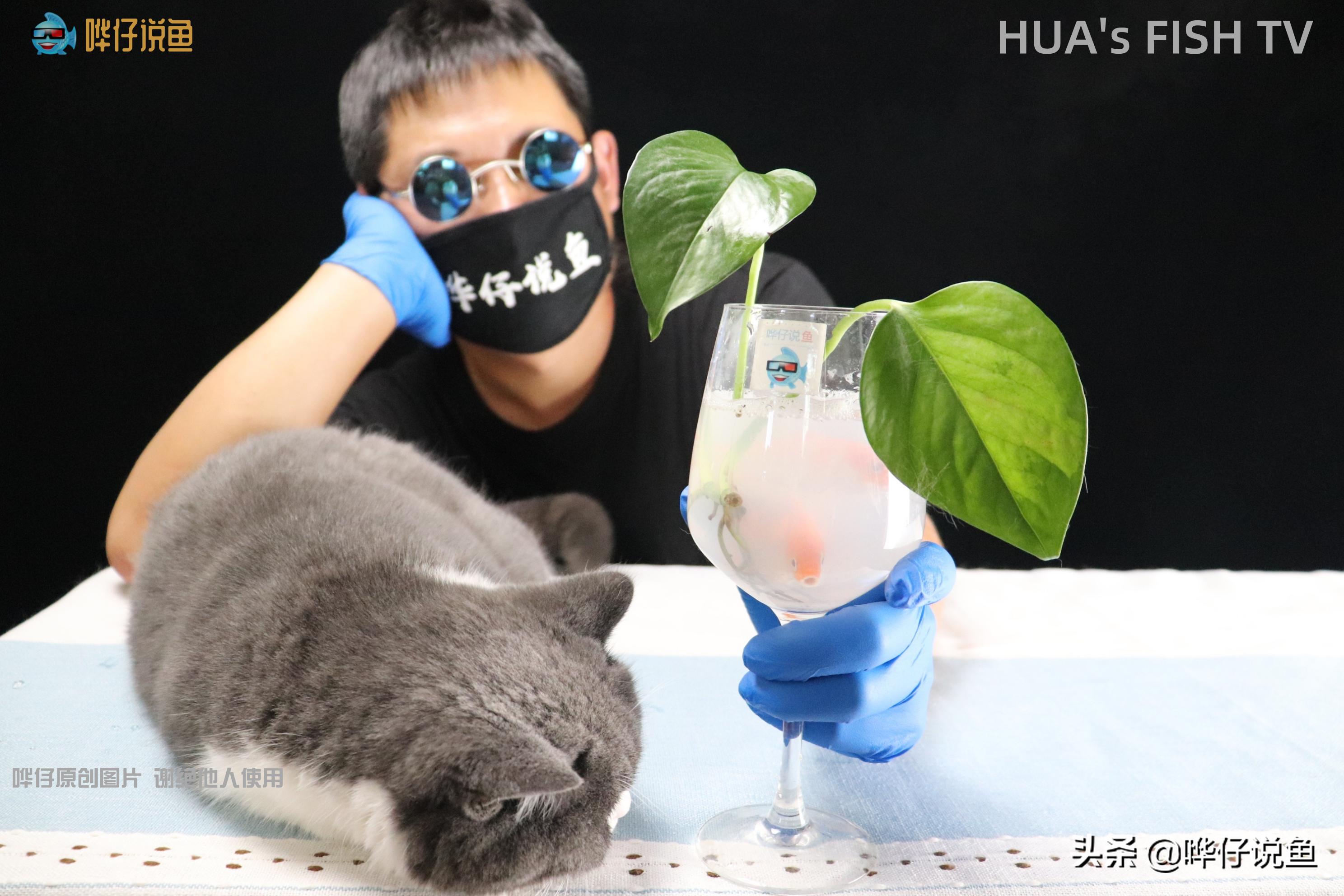 鱼缸水发白泡沫特别多怎么解决,鱼缸水面上经常有小泡泡怎么办