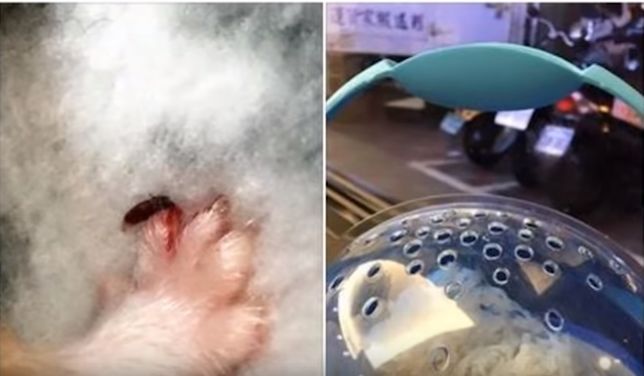 仓鼠跑球流血,仓鼠跑球危不危险