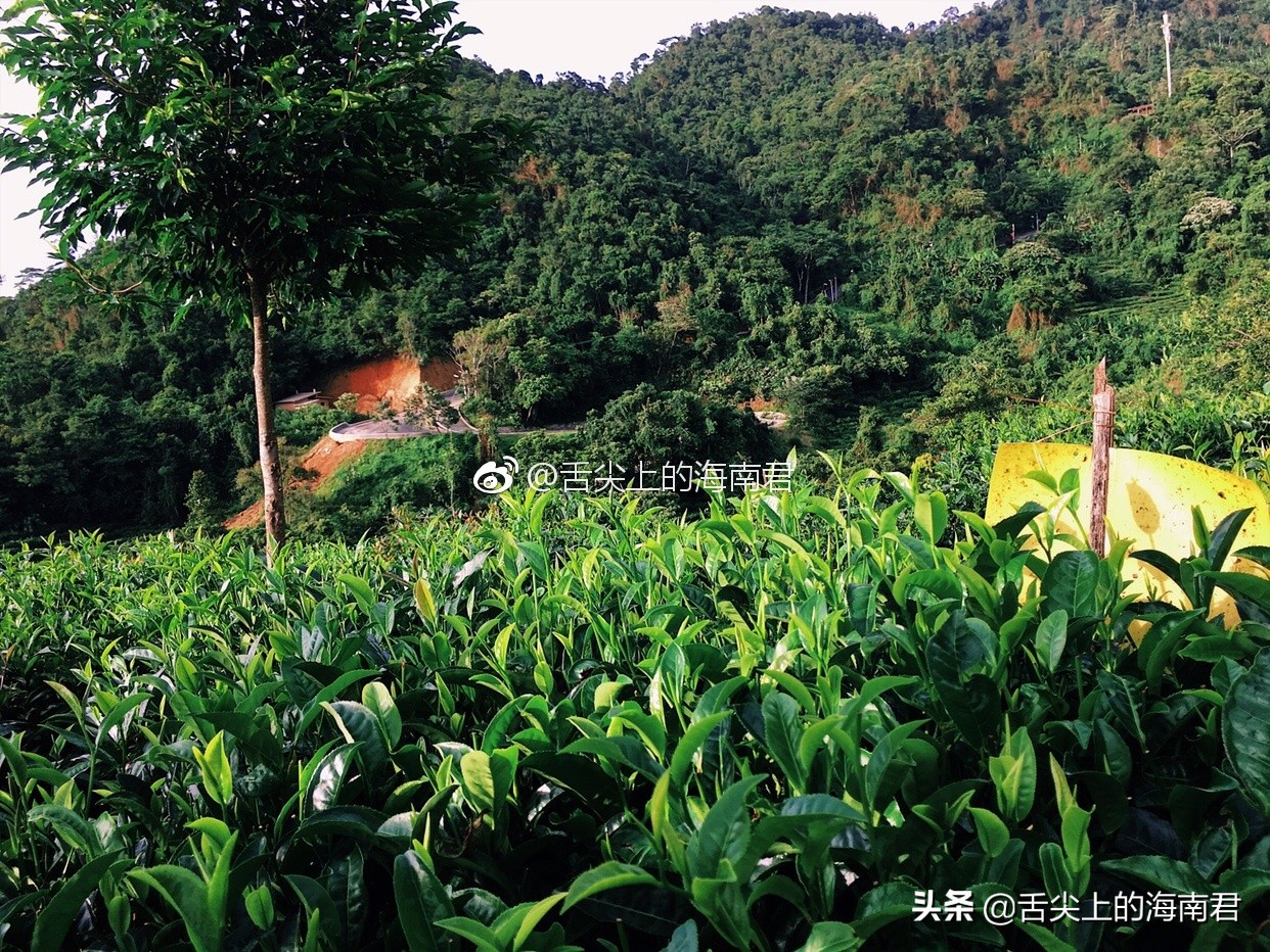 令人流连忘返的美景,令人心旷神怡的地方海南