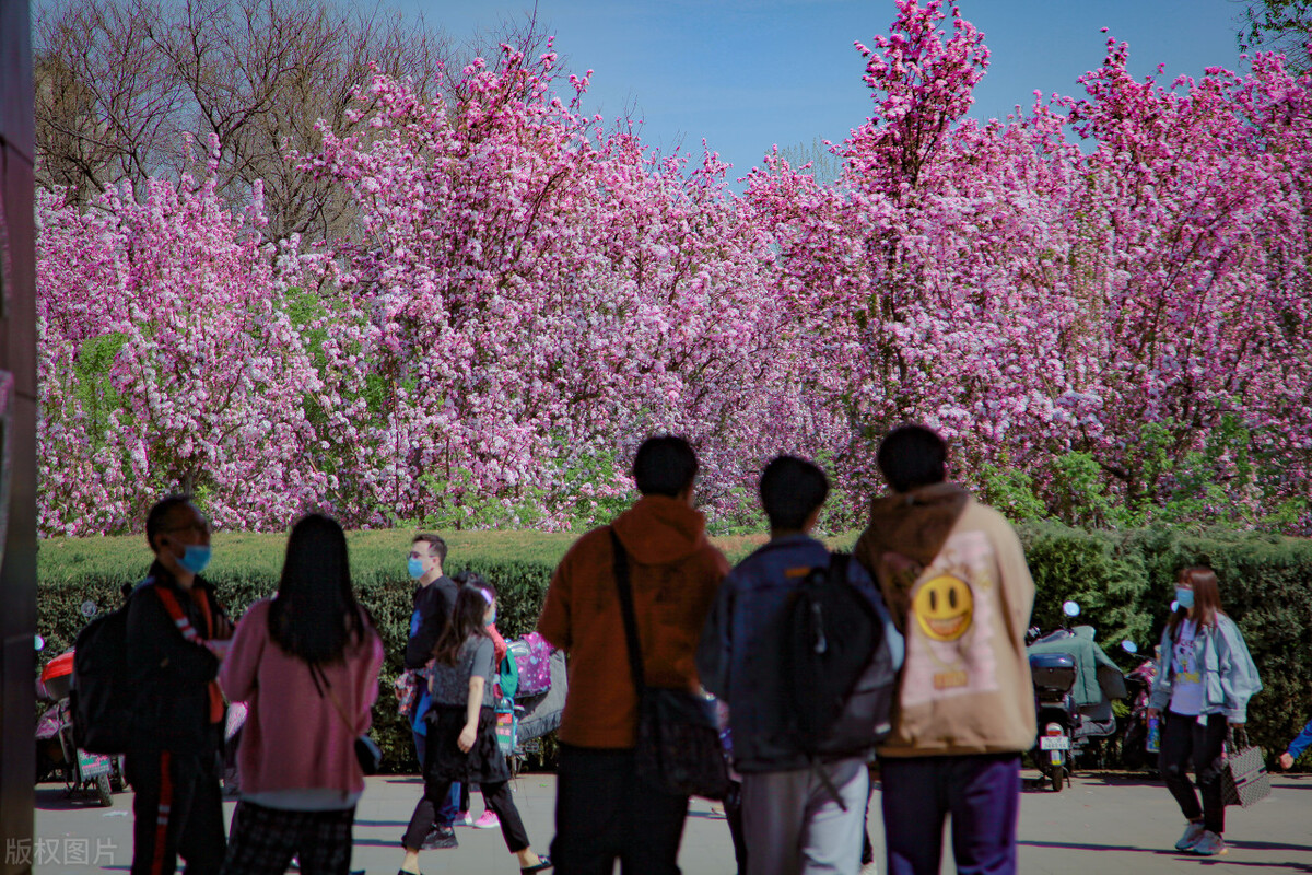 园林人需要知道的85个花卉知识,园林花卉的种类及图片