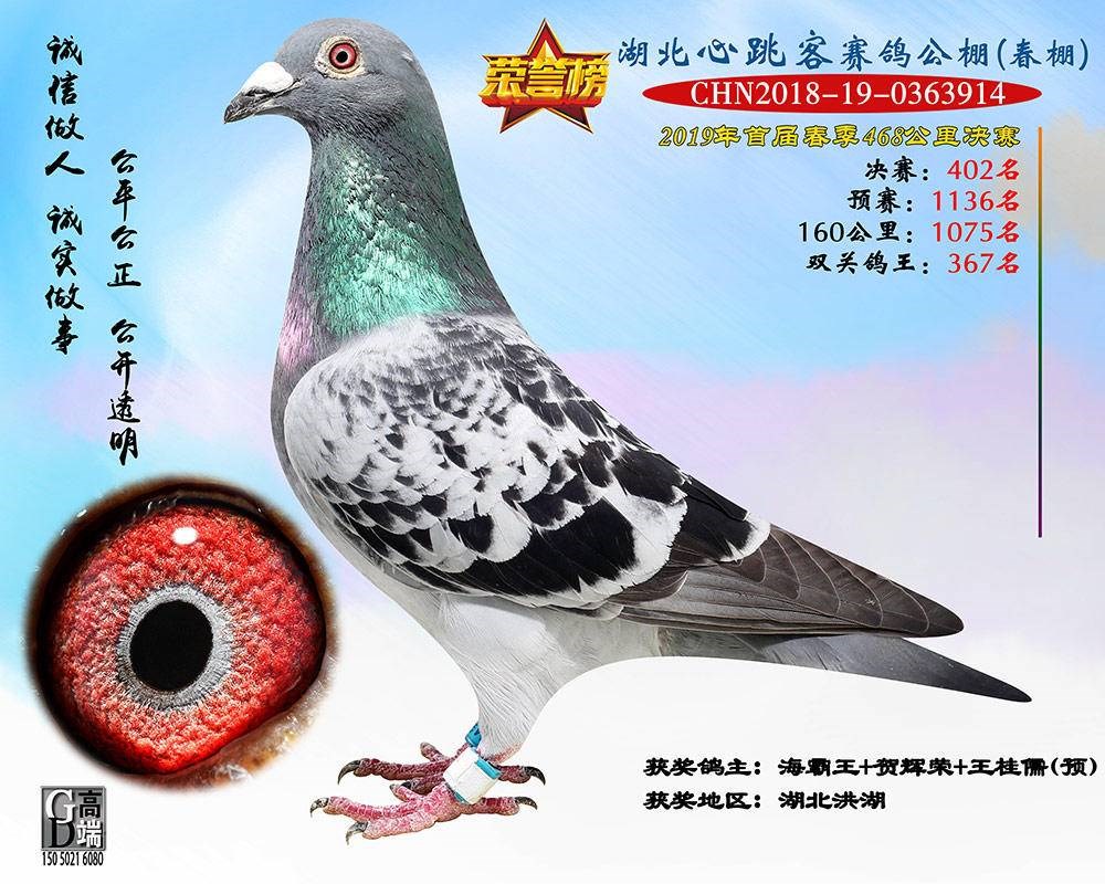 海霸王詹森纪录,冠霖公棚2017年获奖鸽欣赏