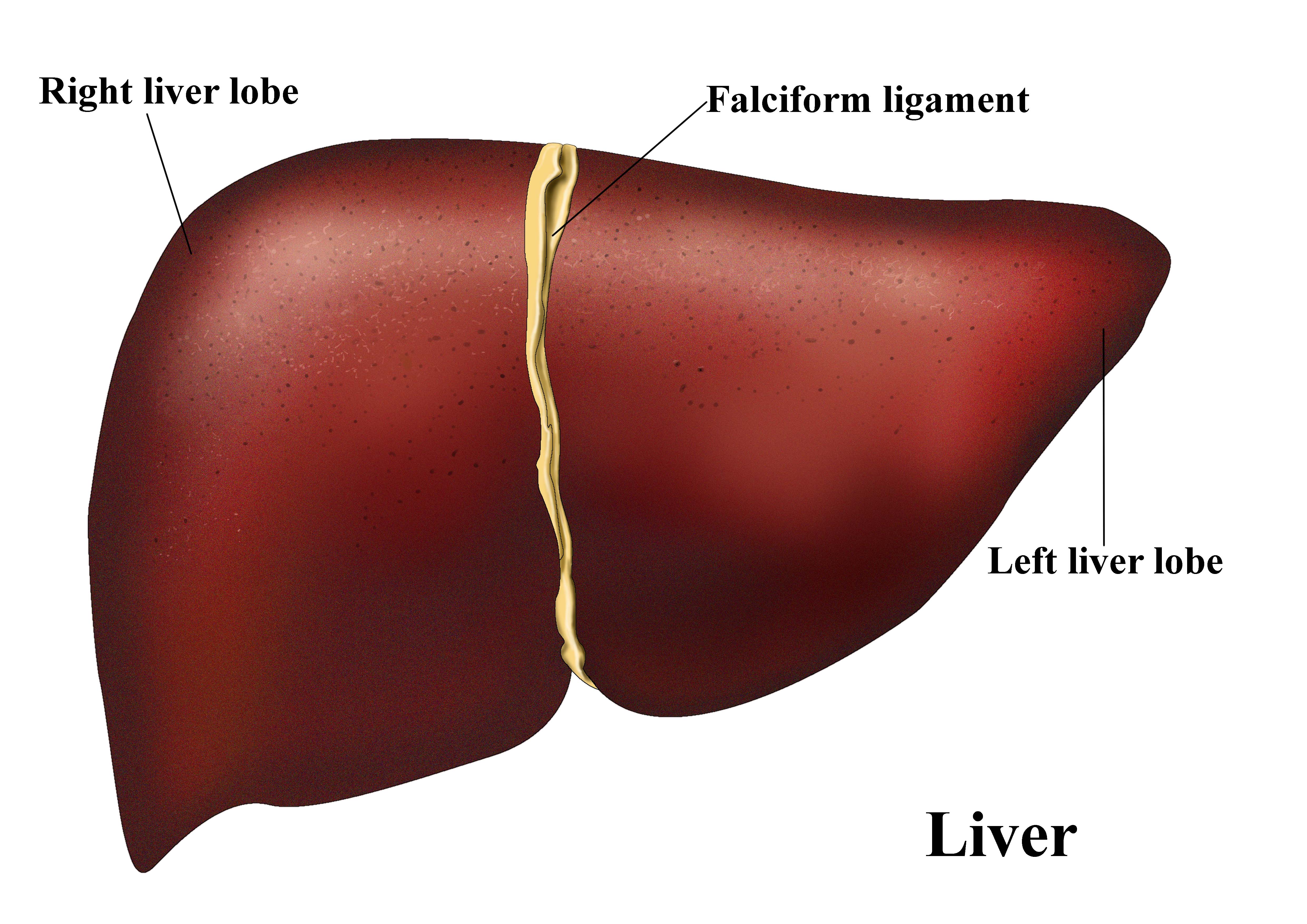 右上腹隐痛ct检查出脂肪肝,右上腹疼痛查出肝占位