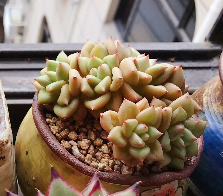 养多肉的感悟熬过冬季,象牙多肉养护方法