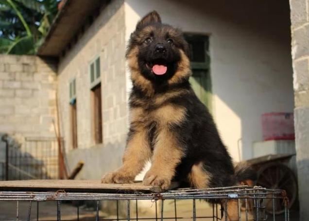 六个月的小德牧一天喂几顿合适,小德牧幼犬一天吃多少狗粮合适