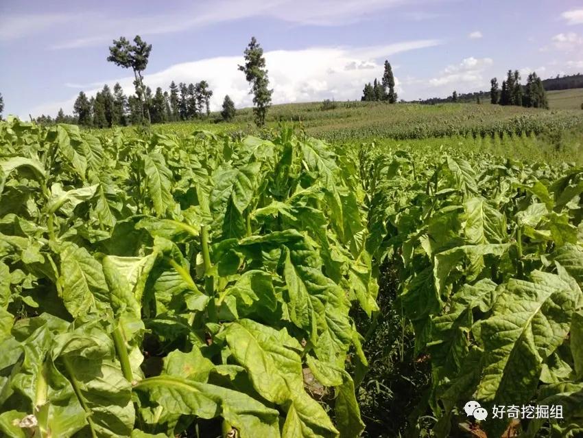 中国烟草价格是多少,最大草烟