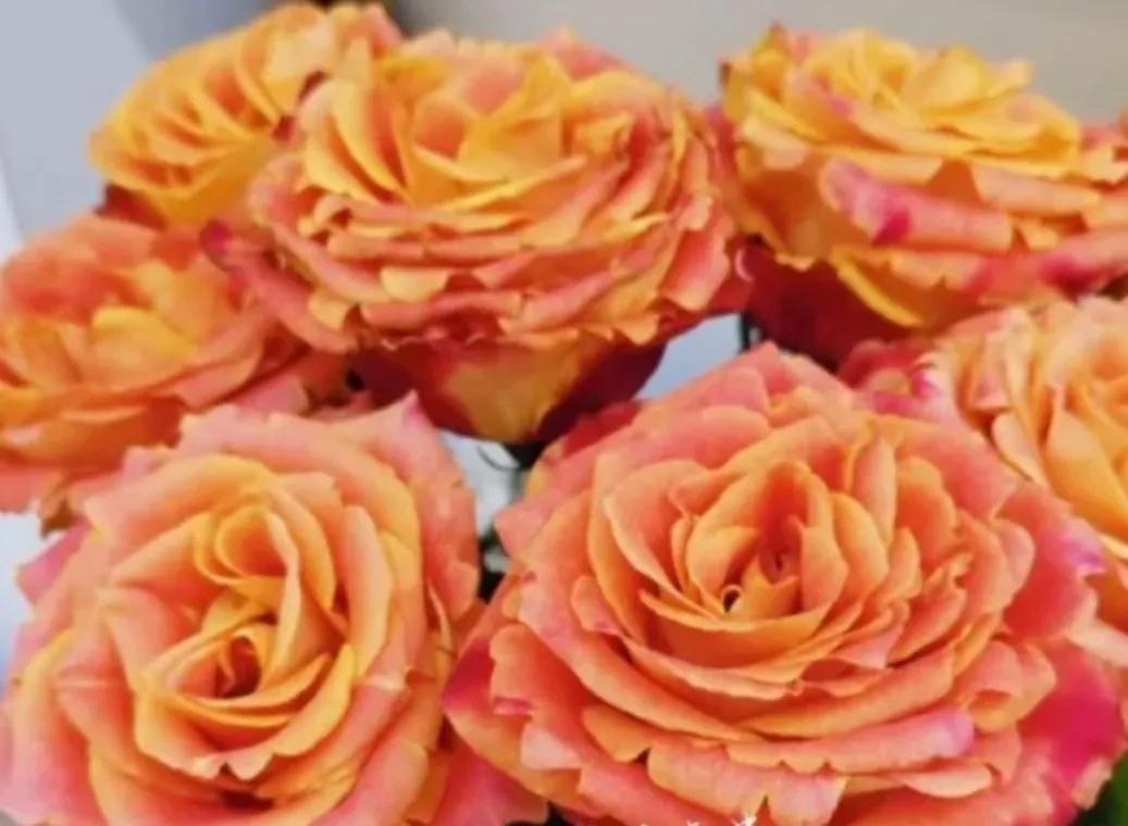 百合象征的品质精神,橙色百合的花语是什么